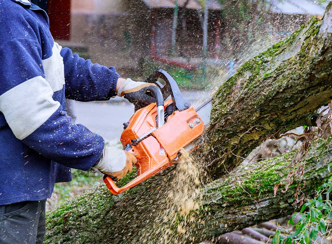 cheap tree removal