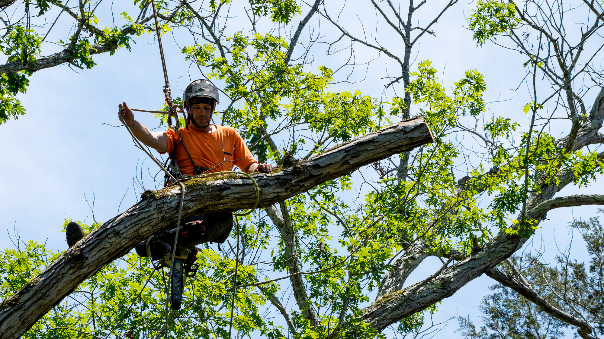 tree trimming