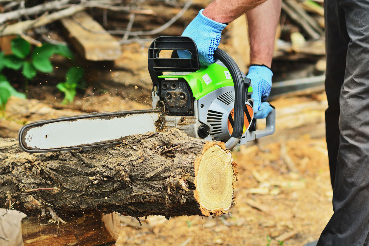 tree removal service