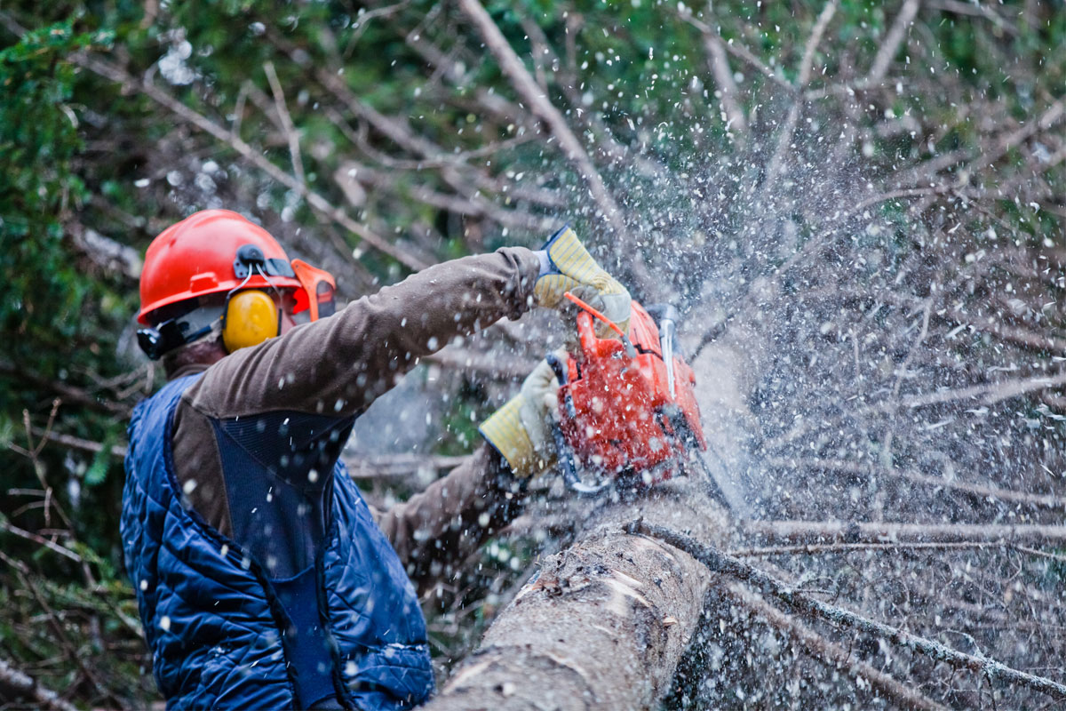 Tree pruning