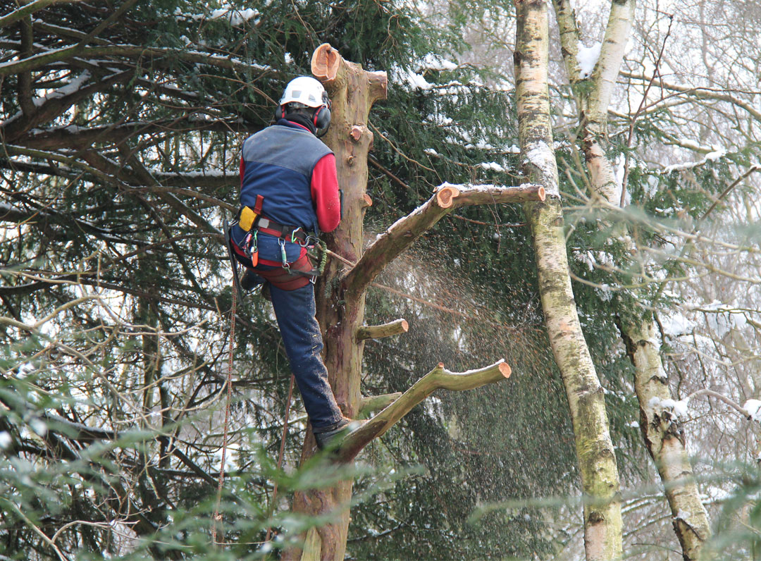 Tree pruning in MA