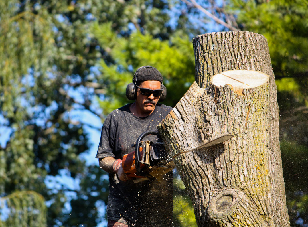 tree services