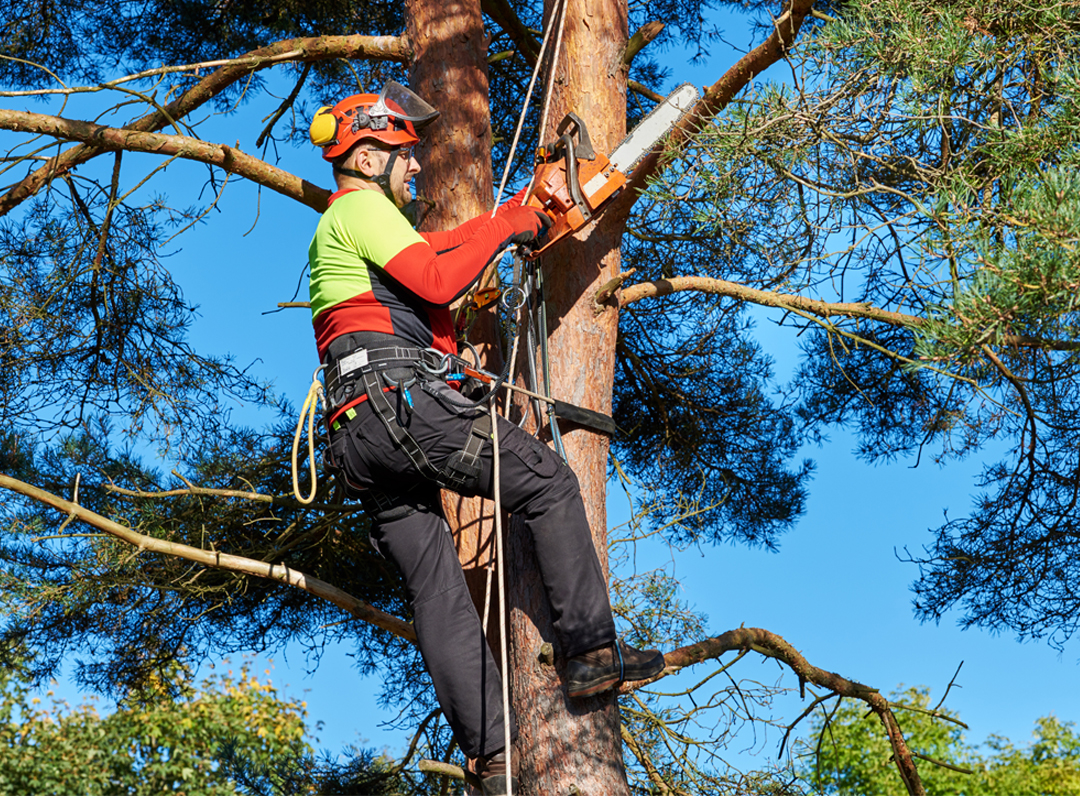 Tree service Abington MA