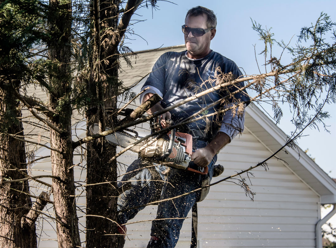 tree trimming