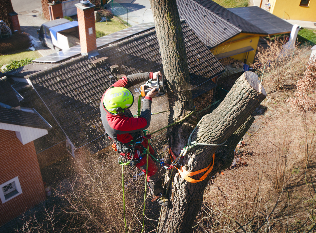 tree pruning near me