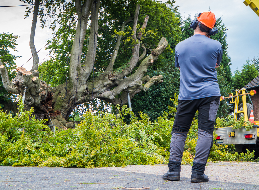 affordable tree service